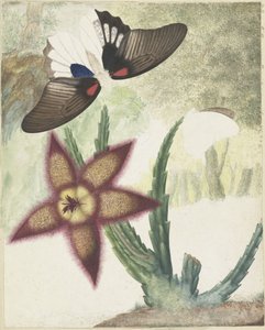 Dos mariposas y una flor de cinco pétalos de color amarillo-púrpura de Hermanus de Wit