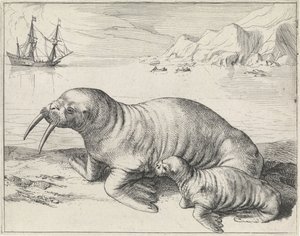Morsa cerca de Spitsbergen de Hessel Gerritsz