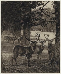 Ciervos en el parque de Windsor (grabado) de Heywood (after) Hardy