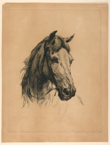 Cabeza de un caballo