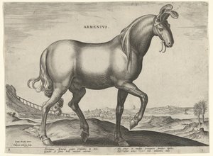 Caballo de Armenia (Armenius) Armenios (título sobre objeto) Razas de caballos de las Caballerizas Reales de Don Juan de Austria (título de la serie) Equile Ioannis Austriaci Caroli (título de la serie)