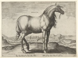 Caballo de Grecia (Achivus) Achivvs (título en el objeto) Razas de caballos de las Caballerizas Reales de Don Juan de Austria (título de la serie) Equile Ioannis Austriaci Caroli (título de la serie)