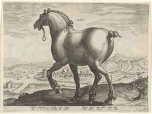 Caballo de Sajonia Saxo (título sobre objeto) Razas de caballos de las Caballerizas Reales de Don Juan de Austria (título de la serie) Equile Ioannis Austriaci Caroli (título de la serie)