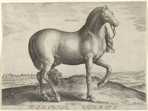 Caballo de Sicilia (Siculus) Sicvlvs (título sobre el objeto) Razas de caballos de las Caballerizas Reales de Don Juan de Austria (título de la serie) Equile Ioannis Austriaci Caroli (título de la serie)