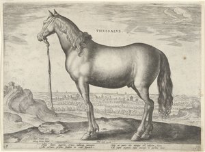 Caballo de Tesalia (Thessalus) Thessalvs (título sobre el objeto) Razas de caballos de las Caballerizas Reales de Don Juan de Austria (título de la serie) Equile Ioannis Austriaci Caroli (título de la serie)