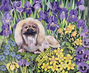 Peke en el parterre de flores de Hilary Jones
