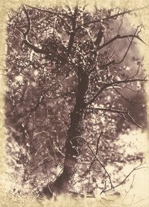 Árbol cubierto de hiedra en Colinton