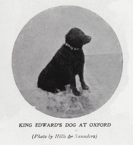 El perro del rey Eduardo VII en la Universidad de Oxford