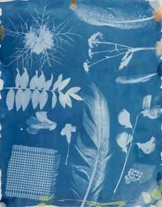 Especímenes de plantas, c.1842 de Hippolyte Bayard