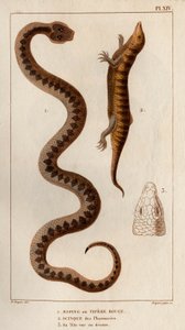 Aesping o Red Vipere, Skink de las farmacias, su cabeza vista arriba". Fauna des Mdecins ou histoire des animaux et de leurs produits par Hippolyte Cloquet" - Volumen 6 - 1825.