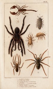 Amardille de las tiendas, el Sascopte de la sarna, la Tarántula, el Araignee de las escamas, el Mygale, el Escorpión". Fauna des Mdecins ou histoire des animaux et de leurs produits par Hippolyte Cloquet" - Volumen 6 - 1825. de Hippolyte Cloquet