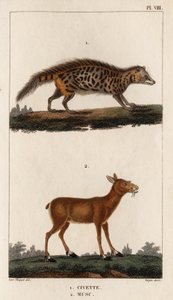 Civet y Musk. Fauna des Mdecins ou histoire des animaux et de leurs produits par Hippolyte Cloquet" - Volumen 6 - 1825. de Hippolyte Cloquet