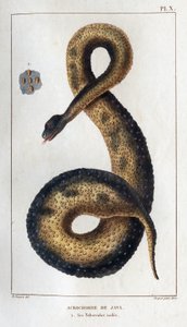Acordes de Java. Sus tubérculos aislados. Fauna des Mdecins ou histoire des animaux et de leurs produits par Hippolyte Cloquet" - Volumen 6 - 1825. de Hippolyte Cloquet