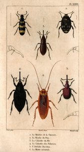La Mylabra del chicoree, la Bruche del guisante, la rejilla del trigo, la rejilla de las palmeras, el Enganche Baco, la Cucaracha Oriental en "Fauna des Médecins ou histoire des animaux et de leurs produits par Hippolyte Cloquet" - Volumen 6 - 1825. de Hippolyte Cloquet
