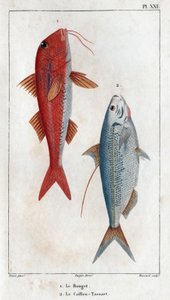 El salmonete y el Caillou-Tassart. En "Fauna des Medecins ou histoire des animaux et de leurs produits par Hippolyte Cloquet" - Volumen 6 - 1825. de Hippolyte Cloquet