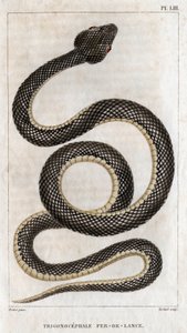 Representación del Trigonocephale - Punta de lanza: reptil. Lámina de "" Fauna de los médicos o historia de los animales y sus productos"