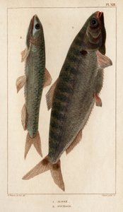 Sábalo y anchoas". Fauna des Mdecins ou histoire des animaux et de leurs produits par Hippolyte Cloquet" - Volumen 6 - 1825. de Hippolyte Cloquet