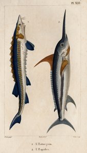 Esturión y pez espada. Fauna des Mdecins ou histoire des animaux et de leurs produits par Hippolyte Cloquet" - Volumen 6 - 1825.