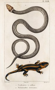 La serpiente de collar, la salamandra terrestre. Fauna des Médecins ou histoire des animaux et de leurs produits par Hippolyte Cloquet" - Volumen 6 - 1825. de Hippolyte Cloquet