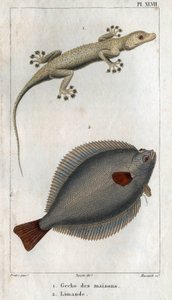 La salamanquesa de las casas y de Limandia. Lámina extraída de "Fauna de la física o historia de los animales y sus productos" de Hippolyte Cloquet de Hippolyte Cloquet
