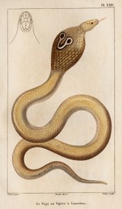 La Naja o víbora tiene gafas. Fauna des Mdecins ou histoire des animaux et de leurs produits par Hippolyte Cloquet" - Volumen 6 - 1825. de Hippolyte Cloquet