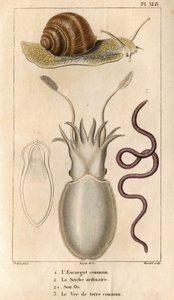 El caracol común, la sepia ordinaria, su hueso, la lombriz común.en "Fauna de los muelles o historia de los animales y sus productos por Hippolyte Cloquet" - Volumen 6 - 1825.