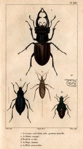 El milano macho, tamaño natural, la máscara de Reduve, el blaps común, el proscarabee Meloe en "Fauna de los médicos o historia de los animales y sus productos por Hippolyte Cloquet" - Volumen 6 - 1825.