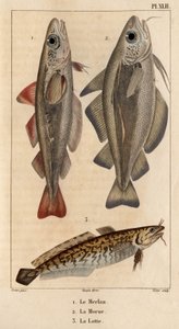 La pescadilla, el bacalao y el rodaballo. Fauna des Mdecins ou histoire des animaux et de leurs produits par Hippolyte Cloquet" - Volumen 6 - 1825. de Hippolyte Cloquet