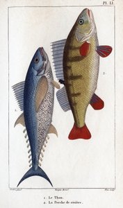 Atún y perca de río". Fauna de los médicos o historia de los animales y sus productos por Hippolyte Cloquet" - de Hippolyte Cloquet