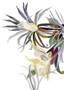 Flores elegantes, parecidas a barbas