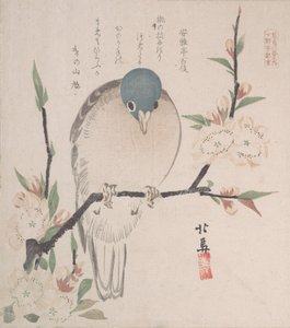 Colección de Lluvia de Primavera Harusame shu, vol. 3: Paloma de montaña y flores de durazno de Hokuba