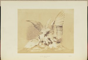 Halcón y garza de Hugh Owen