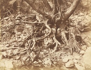 Árbol con maraña de raíces,1853 (foto) de Hugh Owen