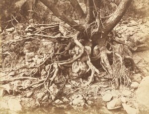 Árbol con Enredo de Raíces de Hugh Owen