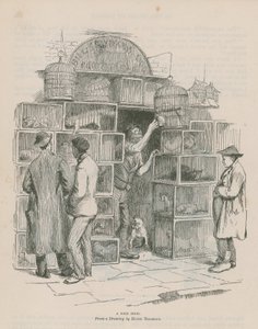 Una tienda de pájaros