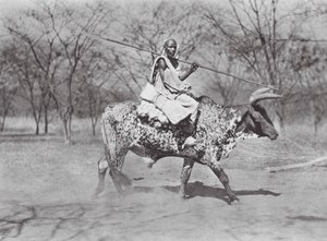 África: Aulad Hamid, jinete de bueyes (foto b/n) de Hugo Adolf Bernatzik