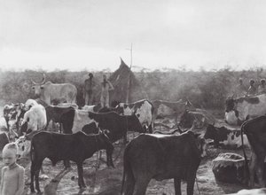 África: Establo a orillas del Bahr el Zeraf (foto en blanco y negro)