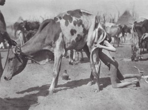 África: Dinka del norte soplando una vaca (foto b/n)