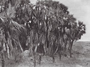 África: Cazadores nuer en un palmeral (foto b/n)