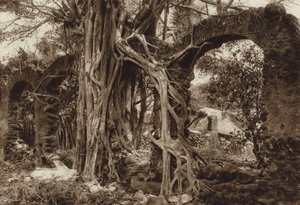 Mexico: Arco de puente espanol con higuera, Antigua, Estado Vera Cruz (b/w photo) de Hugo Brehme