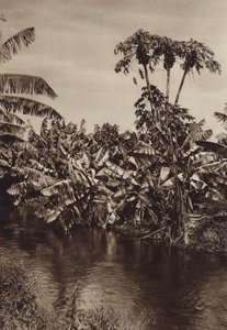 Mexico: Bananos y papayas, Estado Vera Cruz (b/w photo) de Hugo Brehme