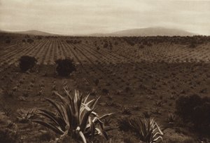 Mexico: Campo de agavas en los alrededores de Ometusco (b/w photo)