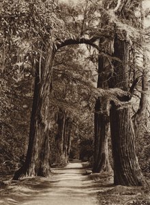Mexico: Capital Mejico, Parque de Chapultepec, Alameda de los Filosofos (b/w photo) de Hugo Brehme