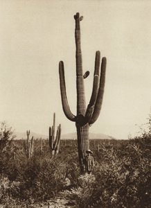 Mexico: "Cereus giganteus" en los alrededores de Magdalena, Estado Sonora (b/w photo)