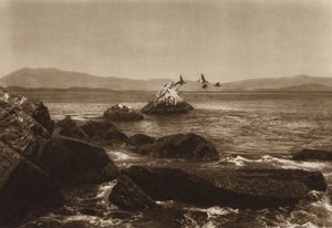 Mexico: Costa de Manzanillo, Pelicanos, Estado Colima (b/w photo) de Hugo Brehme