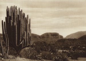 México: Cuicatian, "Cereus candelabrum" (foto b/n)