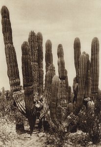 México: Guaymas, "Cereus Pringlei", Estado Sonora (foto b/n)