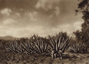 Mexico: Los alrededores de Tepepam con campo de agaves (b/w photo) de Hugo Brehme