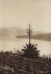 Mexico: Orilla del Lago Chapala con agaves en flor (b/w photo) de Hugo Brehme