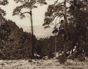 Mexico: Panorama silvestre al pie del Pico de Orizaba (b/w photo) de Hugo Brehme